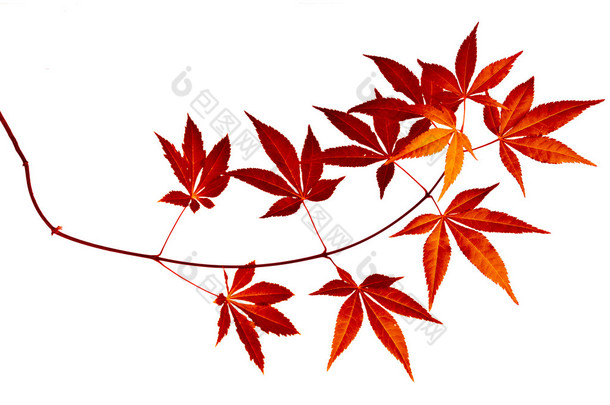 日本红枫叶树秋叶 (鸡爪槭) 分离