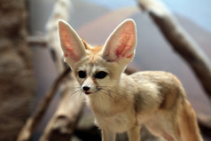 大耳朵的狐狸