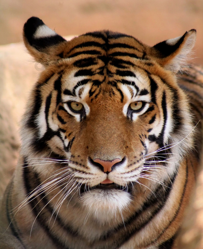 老虎嘴稍稍打开带有脸