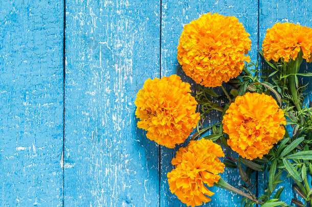 Orange marigolds on a blue wooden background