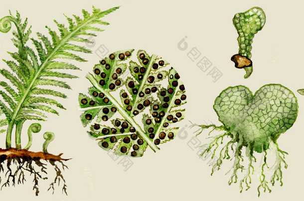 蕨类<strong>植物</strong>的生物循环图
