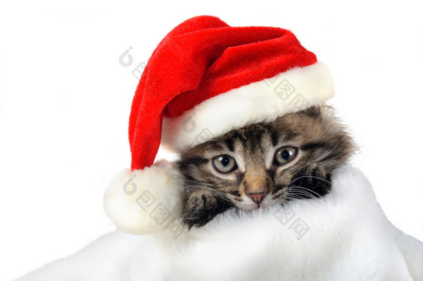 在圣塔放养帽子圣诞猫