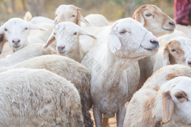群山羊在马赛石堡