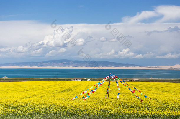 青海湖盛开的油菜花