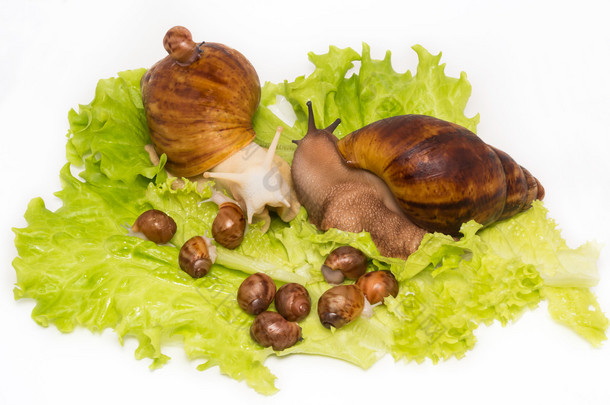 与父母在生菜上漂亮的小新出生的蜗牛