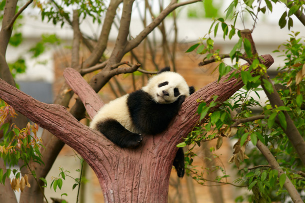 睡着<strong>的</strong>大熊猫宝宝