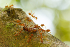 在一棵树，携带死亡 bug 的蚂蚁