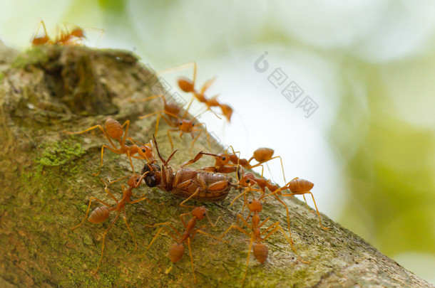 在一棵树，携带死亡 bug 的蚂蚁