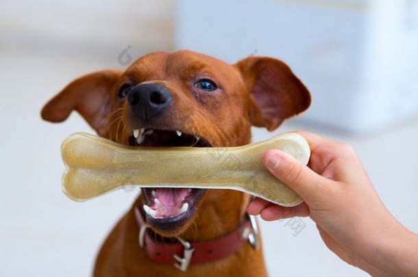 棕色 pinscher 狗玩骨