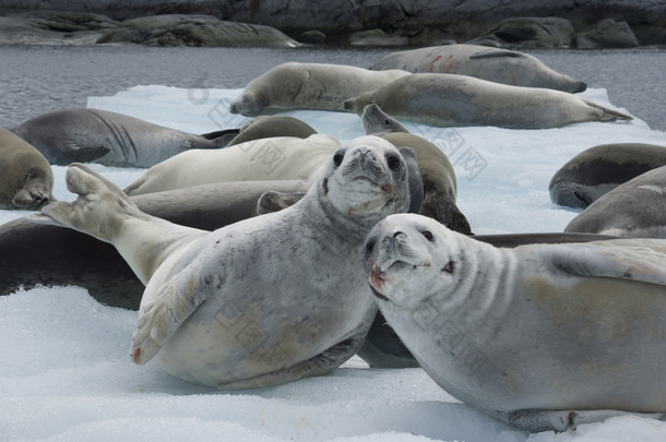 畜群海豹在冰上.