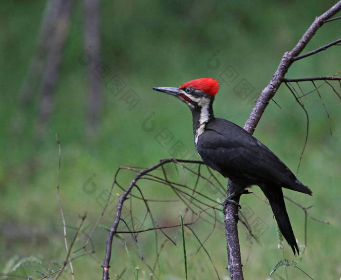 栖息在树枝上的有羽冠啄木鸟 (Dryocopus pileatus)。拍摄在 Gabriola 岛, 不列颠哥伦比亚省, 加拿大