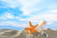 海星和贝壳沙滩
