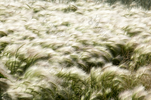 羽毛草、 垫草。羽毛在哈萨克斯坦大草原长大。纹理
