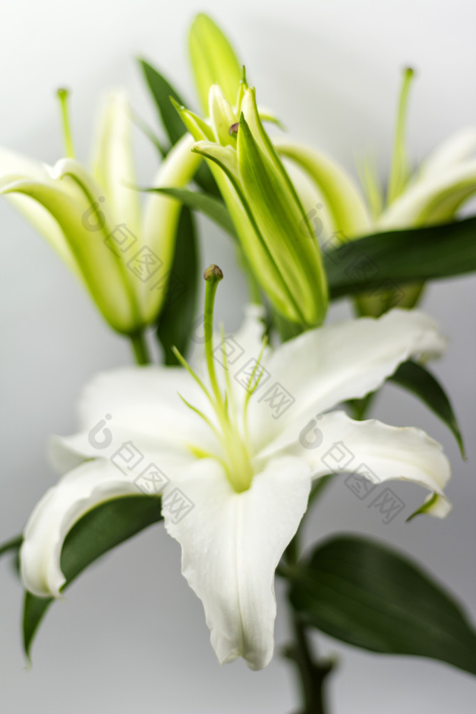 白百合百合花图片-包图网企业站