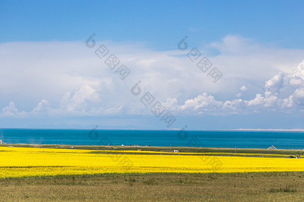 青海湖盛开的油菜花