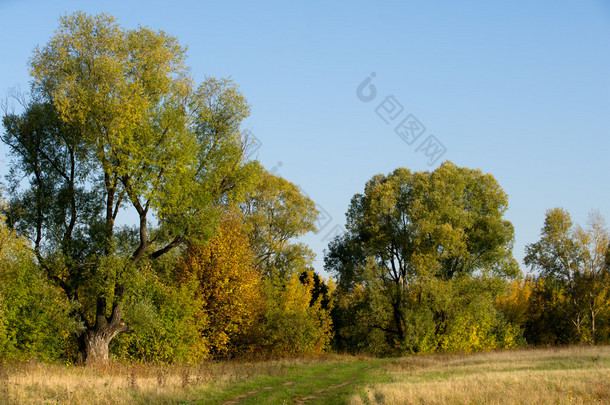 到秋天，金黄的树叶，美好的时光温暖的天气