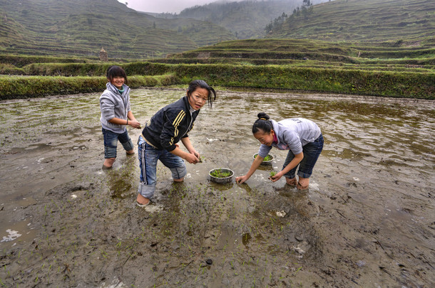 三个亚洲女孩子们忙于<strong>种植</strong>水稻