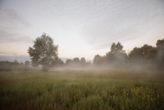清晨的草地上沿着雾