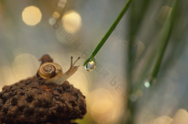 蜗牛倾向一滴水.