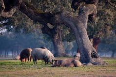 伊比利亚猪在草地上吃草
