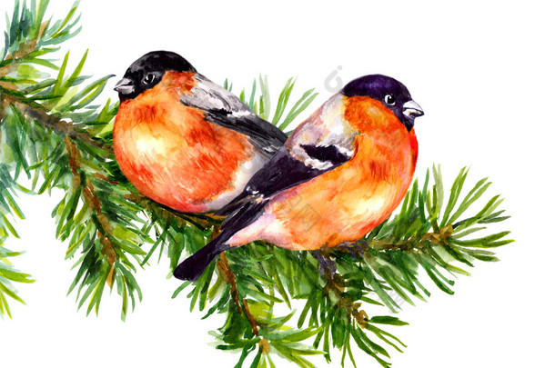 两种<strong>红</strong>腹灰雀鸟 fir 或松树的树枝上。水彩