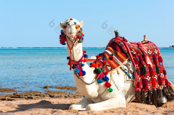 白色的骄傲骆驼埃及沙滩<strong>上</strong>休息。双峰 dromeda