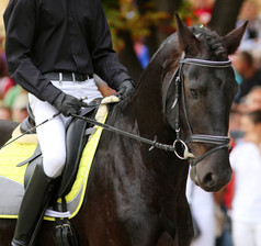 雄马骑手骑着黑色的花盛装舞步匹马