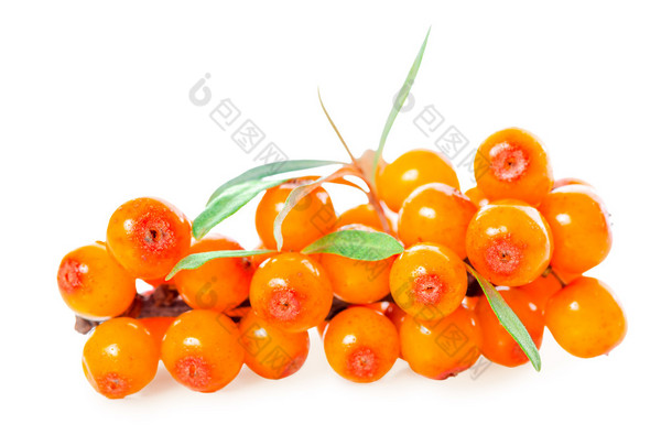 sea buckthorn berries branch is isolated on white background