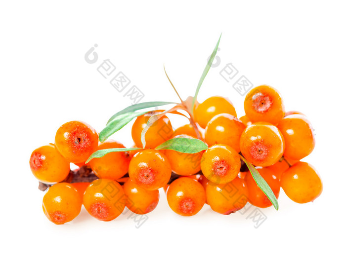 sea buckthorn berries branch is isolated on white background