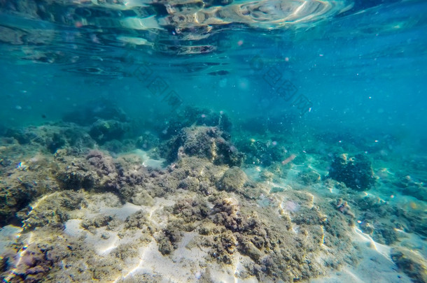 seaweeds and rocks in Sardinia