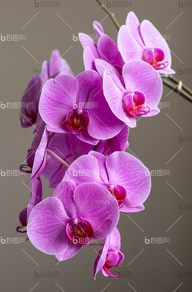 兰花自然风景高清图片下载-兰花自然风景图片-兰花自然风景素材