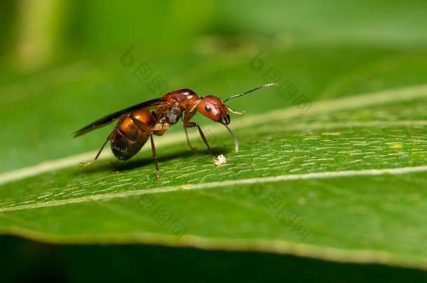 画像的蚂蚁 (翅膀)-弓背 habereri