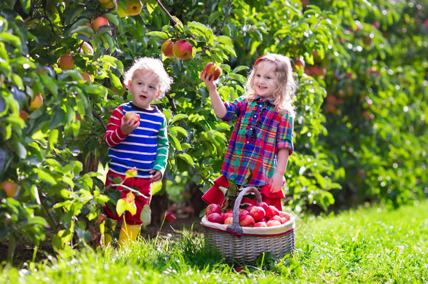 Kids picking fresh apples from tree in a fruit orchard