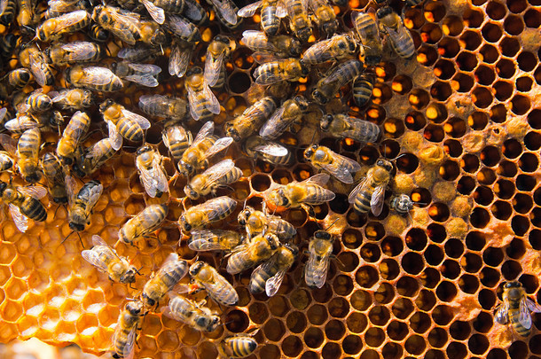 忙碌的蜜蜂，关闭了蜂窝工作蜜蜂观.