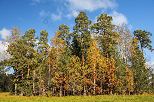 俄罗斯圣彼得堡巴甫洛夫斯克公园的秋景