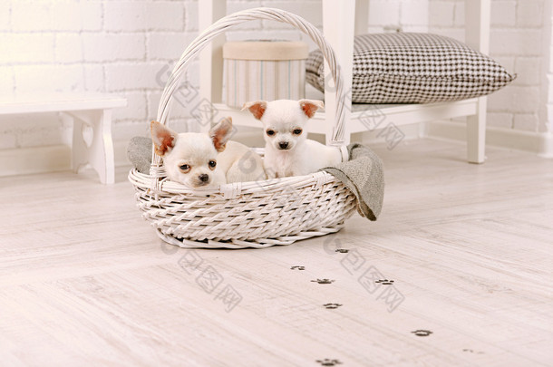 可爱的吉娃娃狗篮子和泥泞的爪印，房间里的木地板上