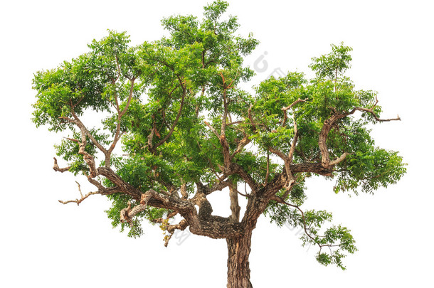 Neem plant (Azadirachta indica), tropical tree in the northeast