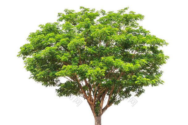 Rain tree (Albizia saman), tropical tree in the northeast of Tha