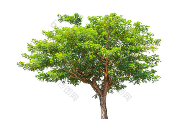 Rain tree (Albizia saman), tropical tree in the northeast of Tha