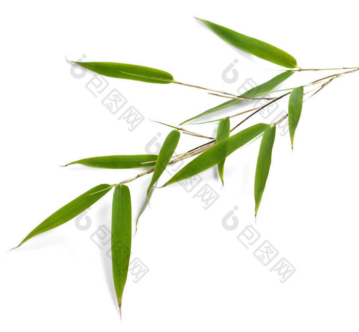 绿色的竹叶孤立图片-包图网企业站