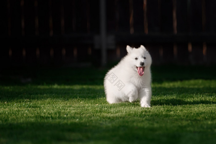 白色瑞士牧羊犬小狗