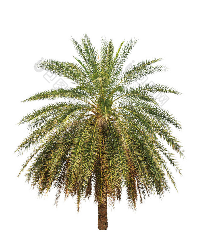 Date palm (Phoenix dactylifera), tropical tree in the northeast