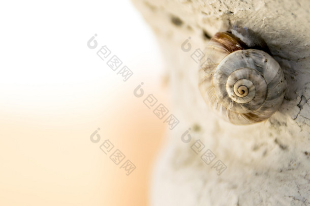 宏蜗牛