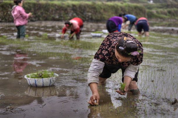 农业工作，亚洲妇女水稻育苗移栽在茹