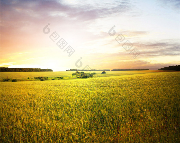 精美夏天风景 松塔