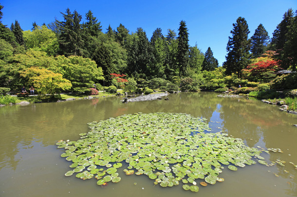 在西雅图，华盛顿州的日本花园。与睡莲池塘.