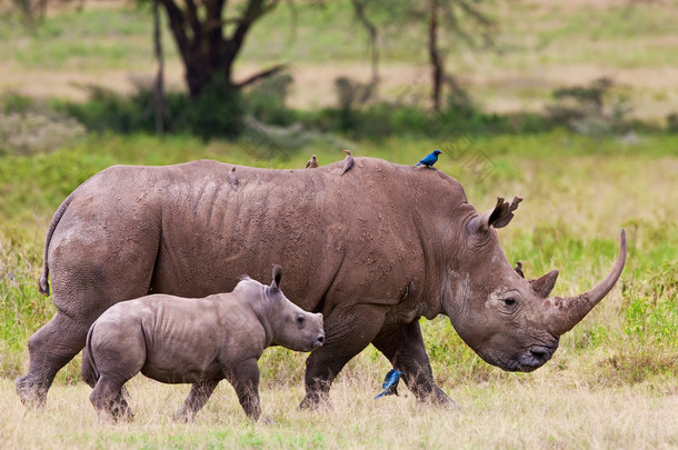 白犀牛或二唇形的广场犀牛 （白犀 simum) 和她的孩子在肯尼亚纳库鲁湖国家公园.
