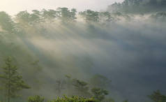 梦幻般的迷雾森林与松树树在阳光下。太阳的光芒穿过树。美丽世界