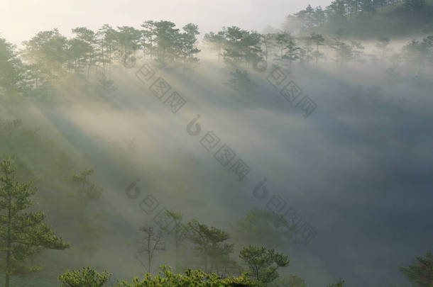 <strong>梦幻</strong>般的迷雾森林与松树树在阳光下。太阳的光芒穿过树。美丽世界