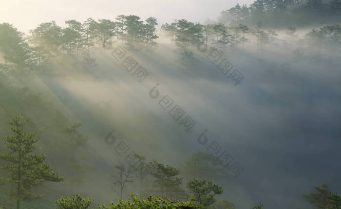 梦幻般的迷雾森林与松树树在阳光下。太阳的光芒穿过树。美丽世界